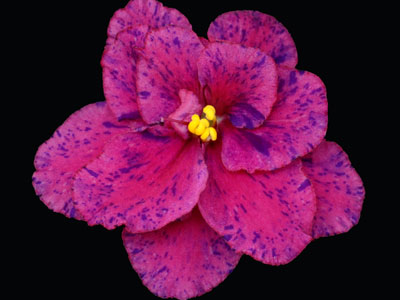 (image for) Sweethearts Dance