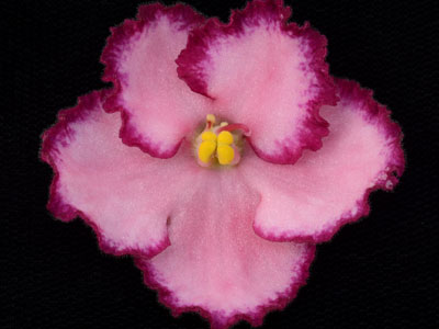 (image for) Tequila Rose