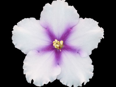 (image for) Texas Stardom