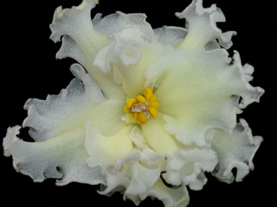 (image for) Tropical Sunshine