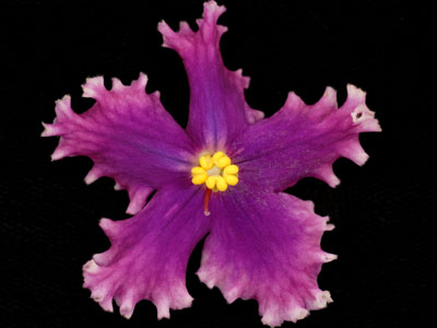 (image for) Vintage Lace