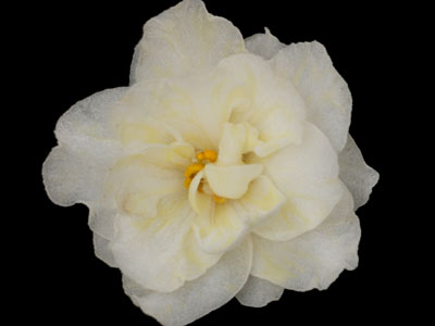 (image for) Warm Sunshine