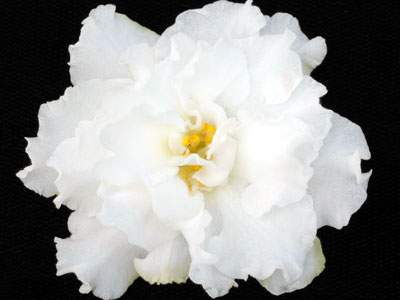 (image for) Winter's Finale