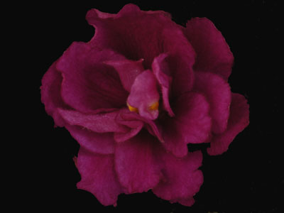 (image for) Witch Doctor