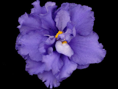 (image for) Wrangler's Swinging Blues