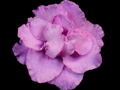 (image for) Wrangler's Hayride