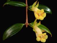 (image for) xCodonatanthus - Antique Gold