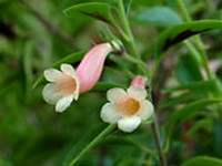 (image for) xCodonatanthus - Vista